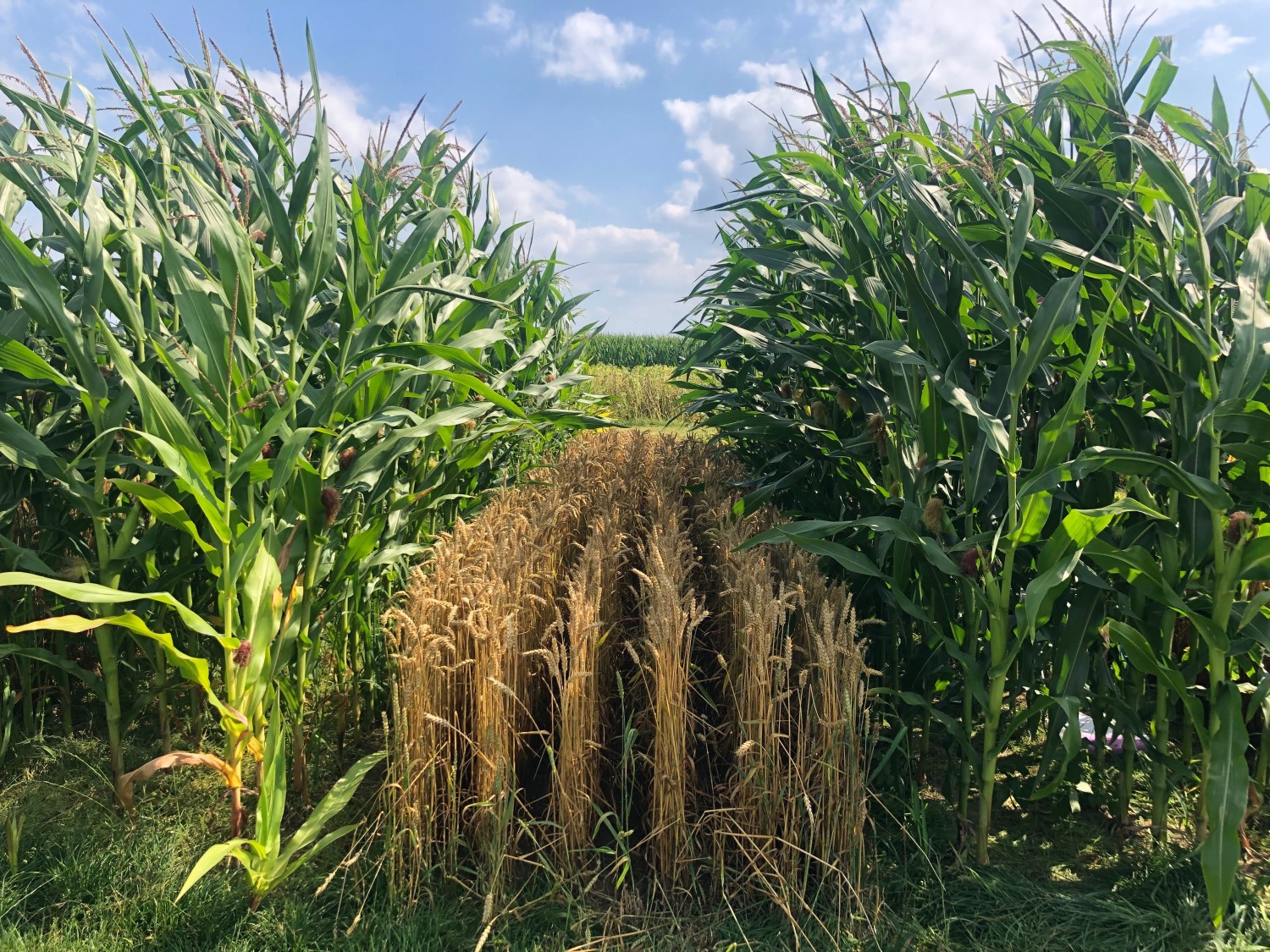 Maize photosynthesis in intercropping connecting leaf traits to crop